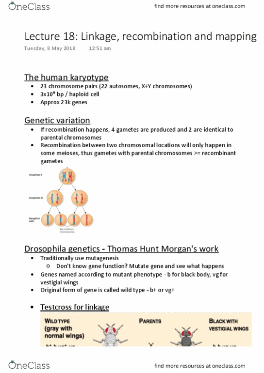BIOL1020 Lecture Notes - Lecture 18: Genetic Recombination, Genetic Linkage, Vulgate thumbnail