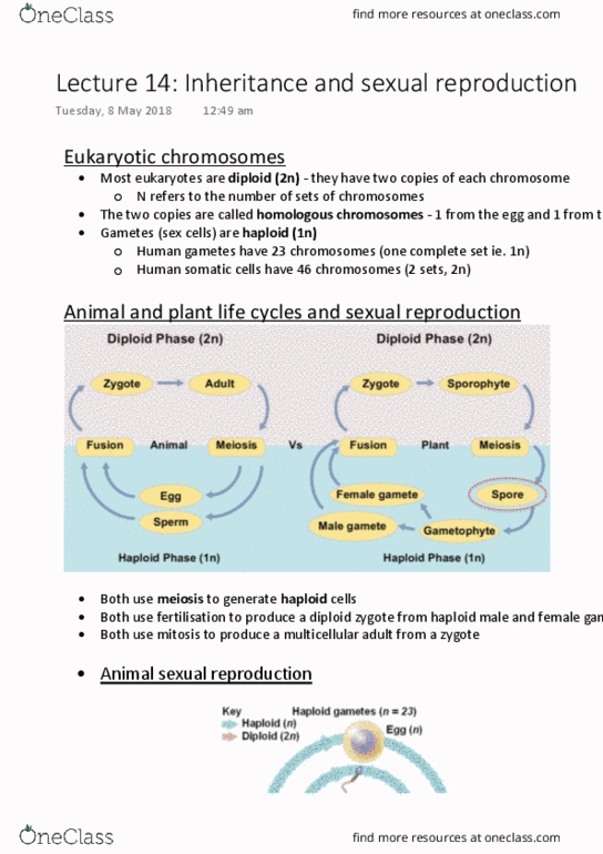 BIOL1020 Lecture Notes - Lecture 14: Homologous Chromosome, Zygote, Gamete thumbnail