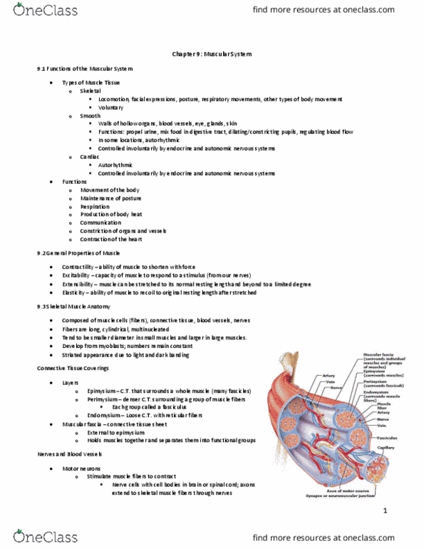 BLG 601 Lecture Notes - Lecture 3: Autonomic Nervous System, Skeletal Muscle, Epimysium thumbnail