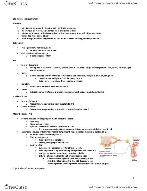 BLG 601 Lecture Notes - Lecture 4: Neuromuscular Junction, Somatic Nervous System, Peripheral Nervous System thumbnail