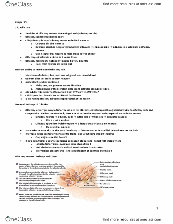 BLG 601 Lecture Notes - Lecture 5: Adenylyl Cyclase, Olfactory Epithelium, Olfactory Tract thumbnail