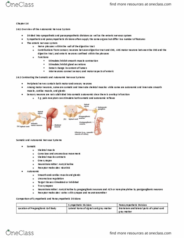 BLG 601 Lecture Notes - Lecture 6: Autonomic Nervous System, Sympathetic Nervous System, Nicotinic Acetylcholine Receptor thumbnail