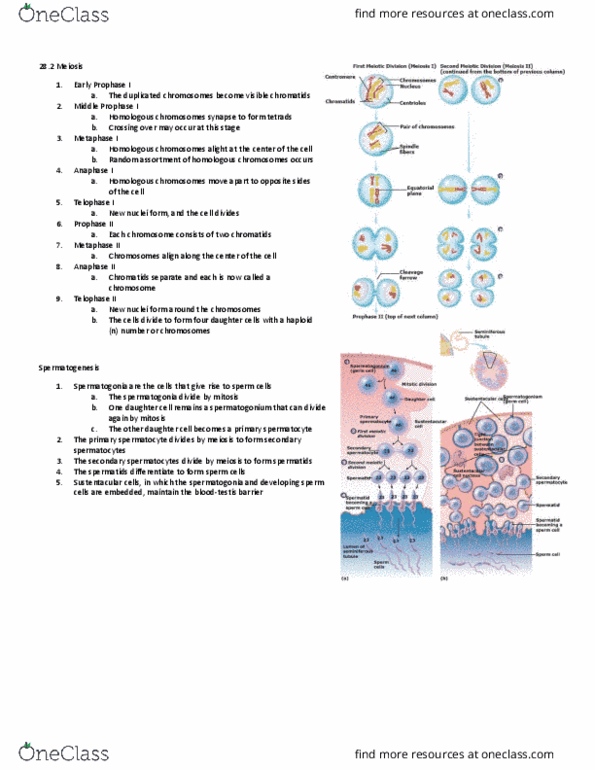 BLG 601 Lecture Notes - Lecture 14: Spermatocyte, Spermatogonium, Spermatid thumbnail