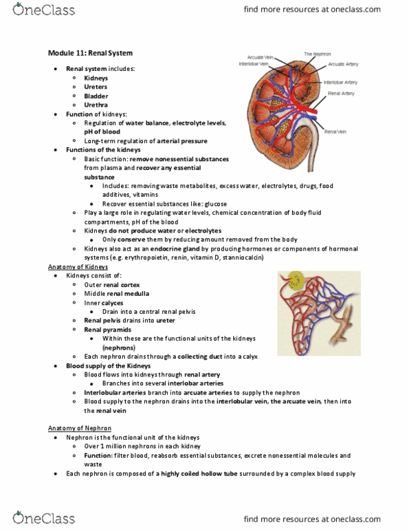 Physiology 2130 Study Guide - Summer 2018, Final - Renal Function 