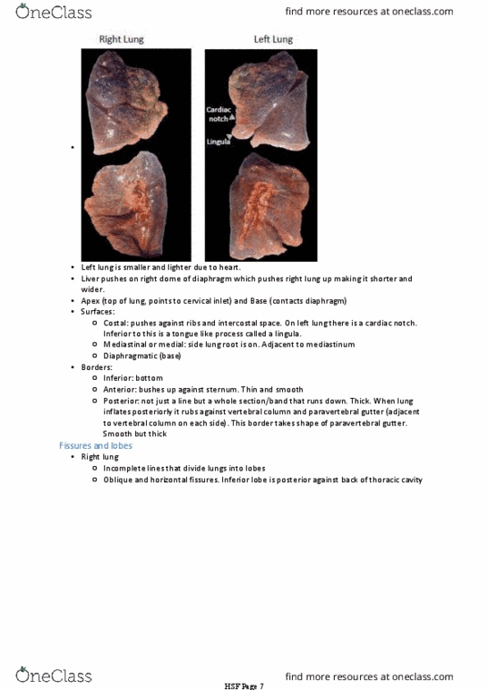 BIOM20002 Lecture Notes - Lecture 51: Thoracic Cavity, Lung, Mediastinum thumbnail