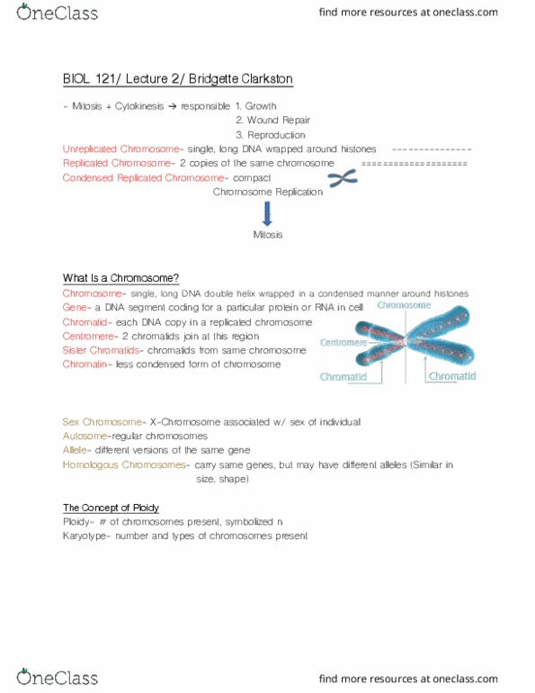 BIOL 121 Lecture Notes - Lecture 2: Ploidy, Chromatid, Karyotype thumbnail
