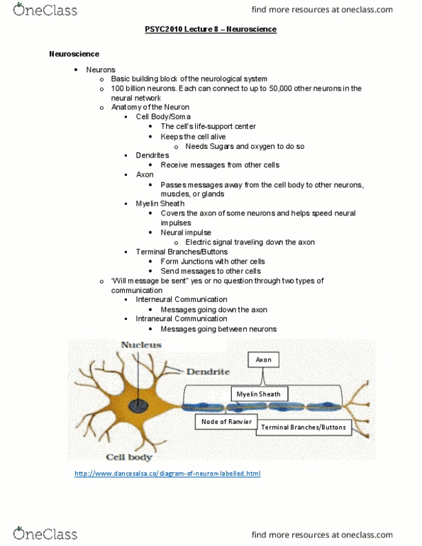 PSYC 2010 Lecture Notes - Lecture 9: Myelin, Reuptake, Resting Potential thumbnail