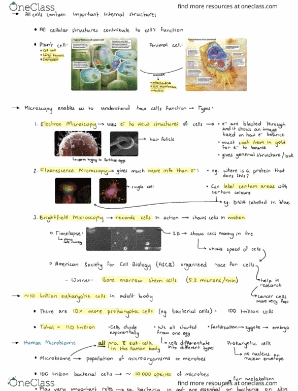 BIOLOGY 1A03 Lecture Notes - Lecture 1: American Society For Cell Biology, Bone Marrow, Microbiota cover image