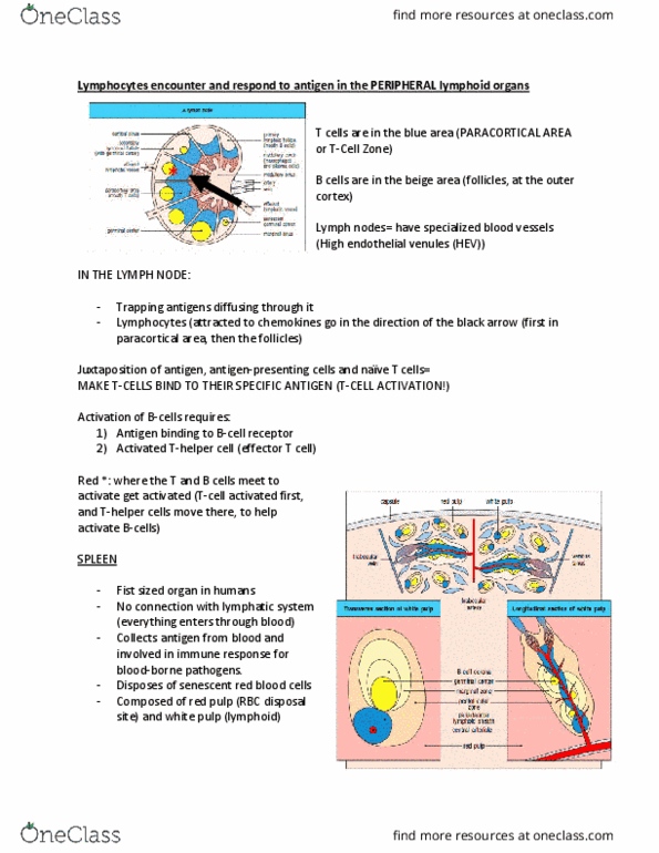 MIMM 214 Lecture Notes - Lecture 2: High Endothelial Venules, Innate Lymphoid Cell, Adaptive Immune System thumbnail