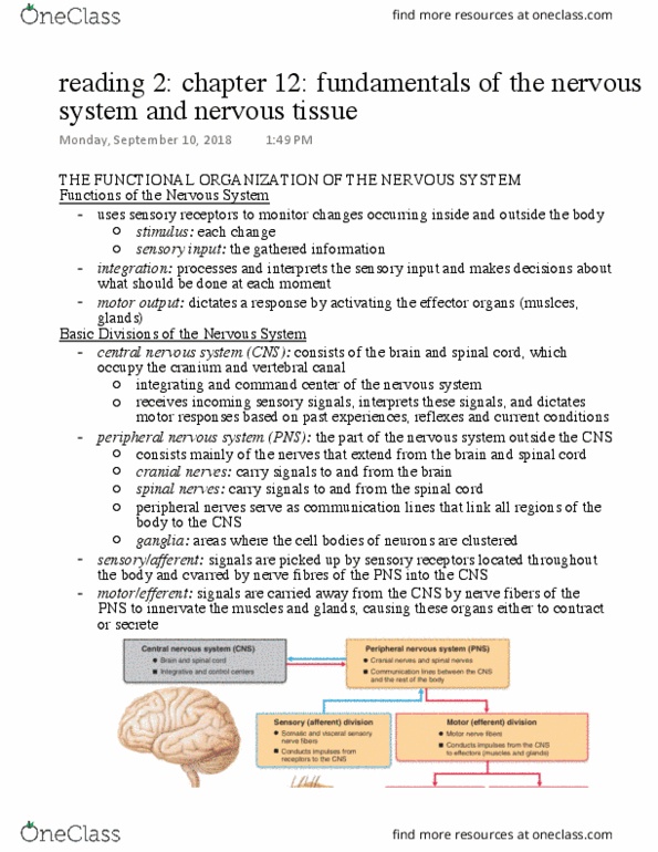 Anatomy and Cell Biology 3319 Chapter Notes - Chapter 12: Central Nervous System, Cranial Nerves, Spinal Canal thumbnail