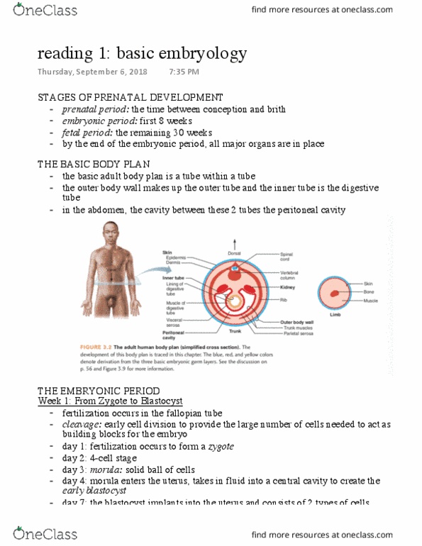 Anatomy and Cell Biology 3319 Chapter Notes - Chapter 1: Amniotic Sac, Primitive Streak, Yolk Sac thumbnail