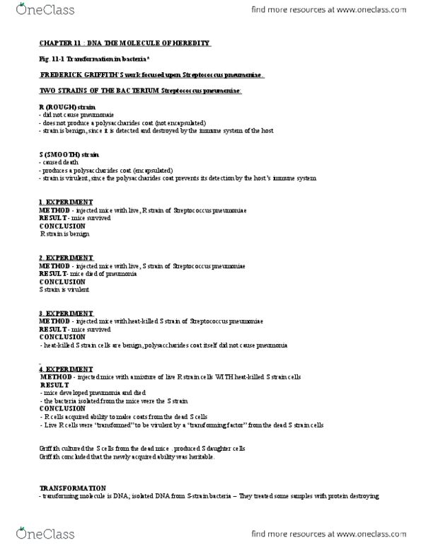 BIOLOGY 1P03 Lecture Notes - Nucleic Acid Double Helix, Molecular-Weight Size Marker, Francis Crick thumbnail