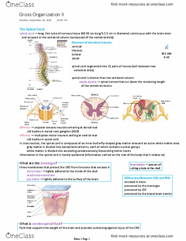 BCS 240 Lecture Notes - Lecture 5: Cauda Equina, Dorsal Root Ganglion, Dura Mater thumbnail