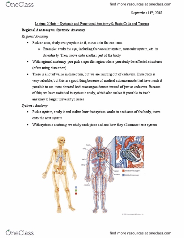 Health Sciences 2300A/B Lecture Notes - Lecture 2: Microvillus, Trachea, Sagittal Plane thumbnail