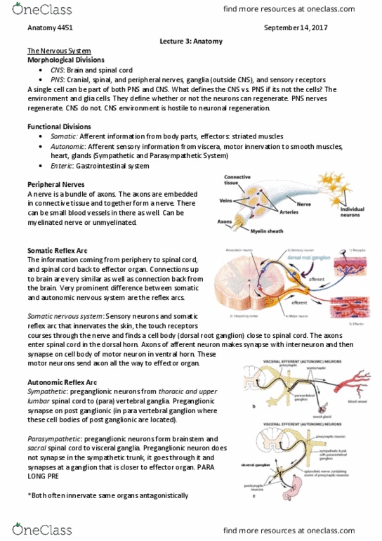 Anatomy and Cell Biology 4451F/G Lecture Notes - Lecture 3: Anterior Grey Column, Reflex Arc, Neuroglia thumbnail