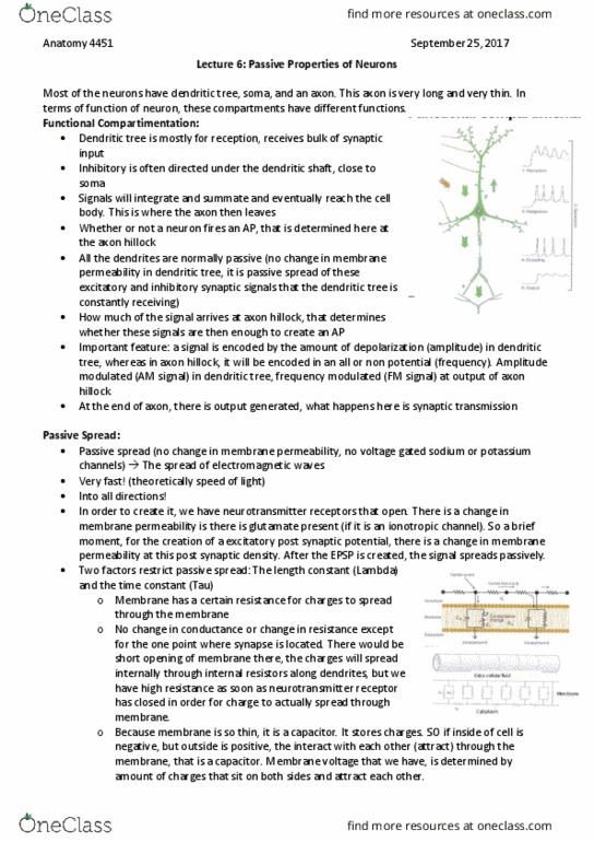 Anatomy and Cell Biology 4451F/G Lecture Notes - Lecture 6: Neurotransmitter Receptor, Dendrite, Inhibitory Postsynaptic Potential thumbnail