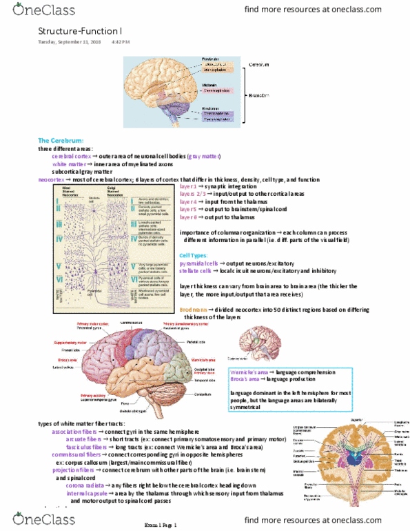BCS 240 Lecture Notes - Lecture 6: Substantia Nigra, Amygdala, Neocortex thumbnail