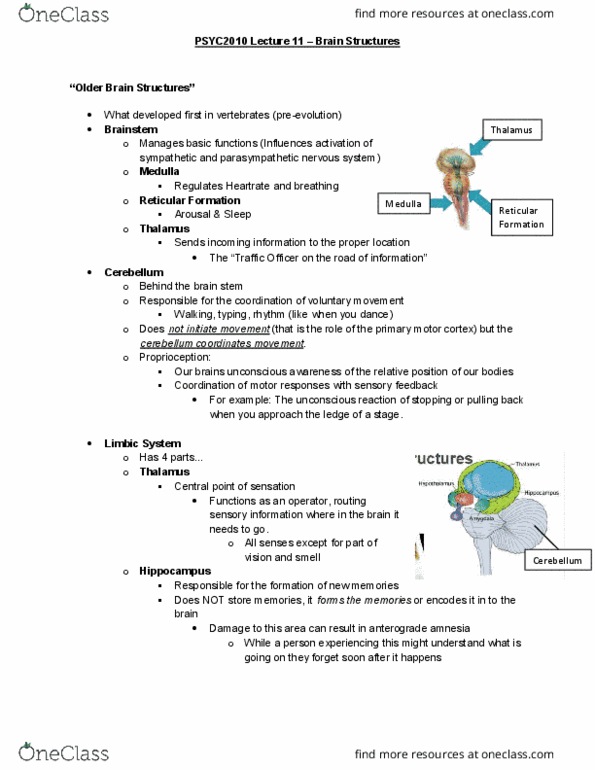 PSYC 2010 Lecture Notes - Lecture 11: Central Sulcus, Hypothalamus, Angular Gyrus cover image