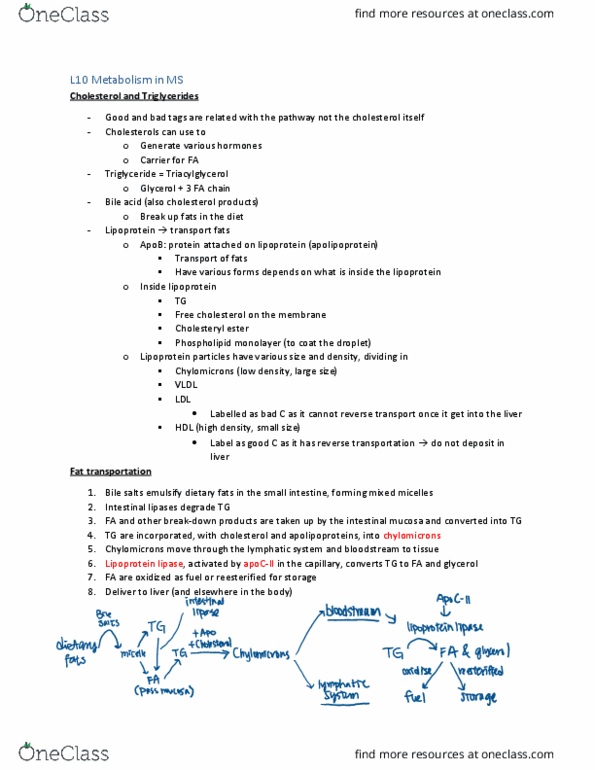 BIOM30001 Lecture Notes - Lecture 10: Lipoprotein Lipase, High Fructose Corn Syrup, Gastrointestinal Tract thumbnail