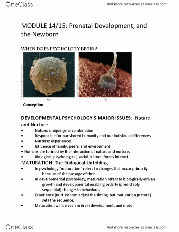 PSYC-1000 Lecture Notes - Lecture 14: Palmar Grasp Reflex, Prenatal Development, Developmental Psychology thumbnail