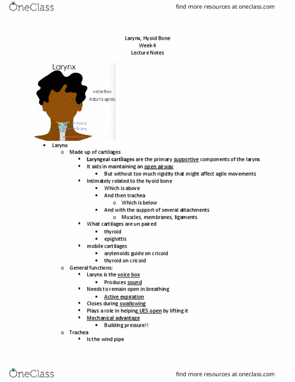 SPA 3101 Lecture Notes - Lecture 6: Subclavian Artery, Pharyngeal Muscles, Sternothyroid Muscle thumbnail