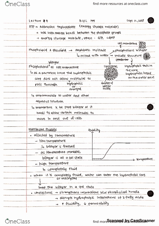 BIOL 155 Lecture 4: BIOL 155 - Lecture 4 - Cell Structure cover image