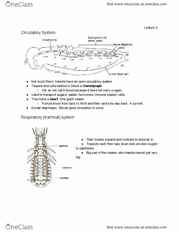 CPSC 270 Lecture Notes - Lecture 3: Pharynx, Haplodiploidy, Semipermeable Membrane thumbnail