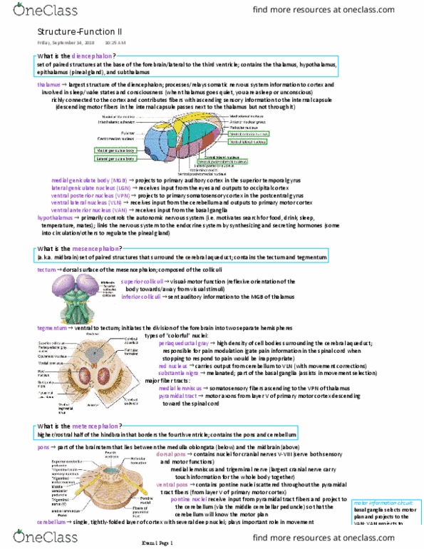 BCS 240 Lecture Notes - Lecture 7: Substantia Nigra, Pineal Gland, Occipital Lobe thumbnail