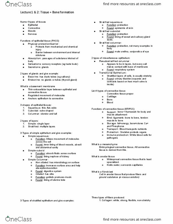 KINE 2031 Lecture Notes - Lecture 1: Osteocyte, Salivary Gland, Loose Connective Tissue thumbnail