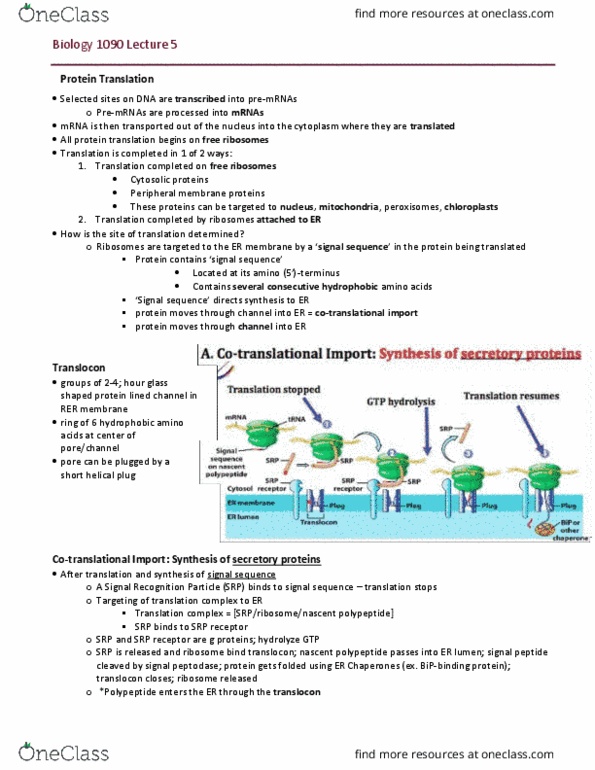 BIOL 1090 Lecture Notes - Lecture 5: Endomembrane System, Signal Peptide, Peptide thumbnail