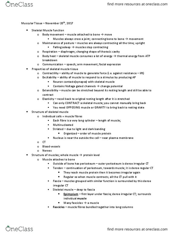 KINESIOL 1Y03 Lecture Notes - Lecture 1: Perimysium, Multinucleate, Periosteum thumbnail