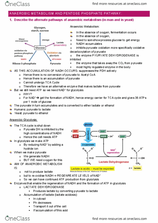 IMED1003 Lecture Notes - Lecture 14: Anaerobic Glycolysis, Pyruvate Decarboxylase, Antipyretic thumbnail