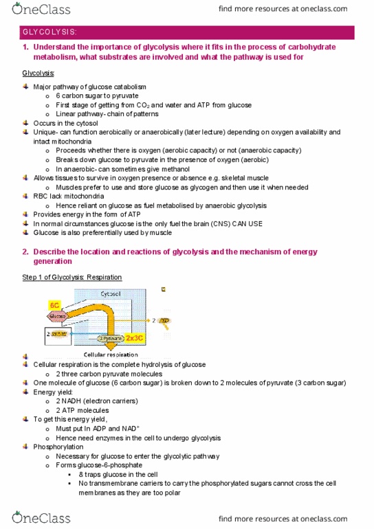 IMED1003 Lecture Notes - Lecture 11: Isomerase, Galactose, Anaerobic Glycolysis thumbnail