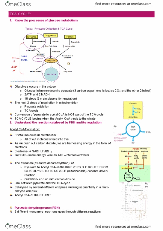 IMED1003 Lecture Notes - Lecture 12: Glycogen Phosphorylase, Riboflavin, Acetyl Group thumbnail