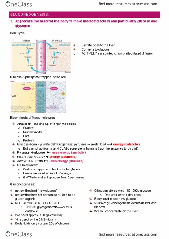 IMED1003 Lecture Notes - Lecture 15: Malate Dehydrogenase, Nec, Glycerol thumbnail