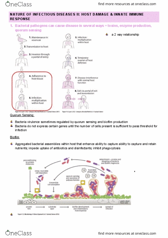 IMED1004 Lecture Notes - Lecture 7: Cholera Toxin, Gram-Negative Bacteria, Mucous Membrane thumbnail