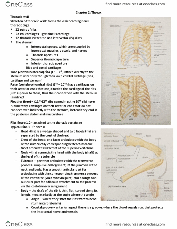 KIN 2320 Lecture Notes - Lecture 5: Costovertebral Joints, Thoracic Cavity, Subclavian Vein thumbnail