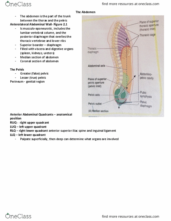 KIN 2320 Lecture Notes - Lecture 6: Abdomen, Subcutaneous Tissue, Thoracic Cavity thumbnail