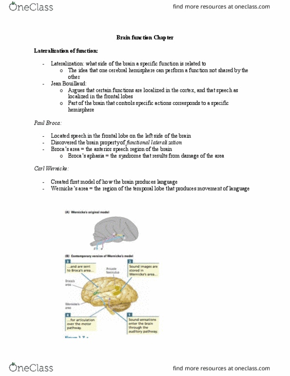 PSYCH 2NF3 Chapter Notes - Chapter 1.5: Brain, Lateralization Of Brain Function, Temporal Lobe thumbnail