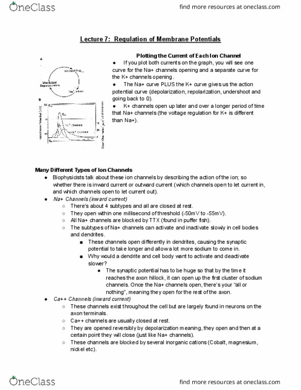 PSYC 355 Lecture Notes - Lecture 7: The Sequence, Axon Hillock, Meninges thumbnail