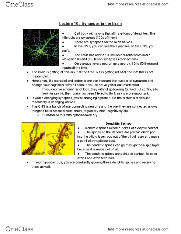 PSYC 355 Lecture Notes - Lecture 10: Episodic Memory, Axon Hillock, Stretch Reflex thumbnail