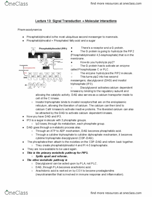 PSYC 355 Lecture Notes - Lecture 13: Diglyceride, Protein Kinase A, Cytotoxicity thumbnail