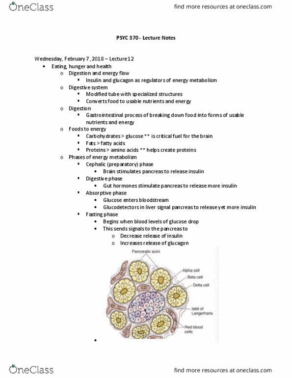 PSYC 370 Lecture Notes - Lecture 12: Chocolate Cake, Adipose Tissue, Glucagon thumbnail
