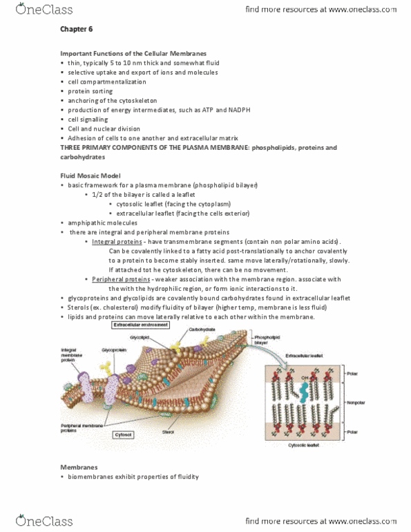 BIOL 102 Chapter Notes - Chapter 6: Peripheral Membrane Protein, Lipid Bilayer, Lipid-Anchored Protein thumbnail