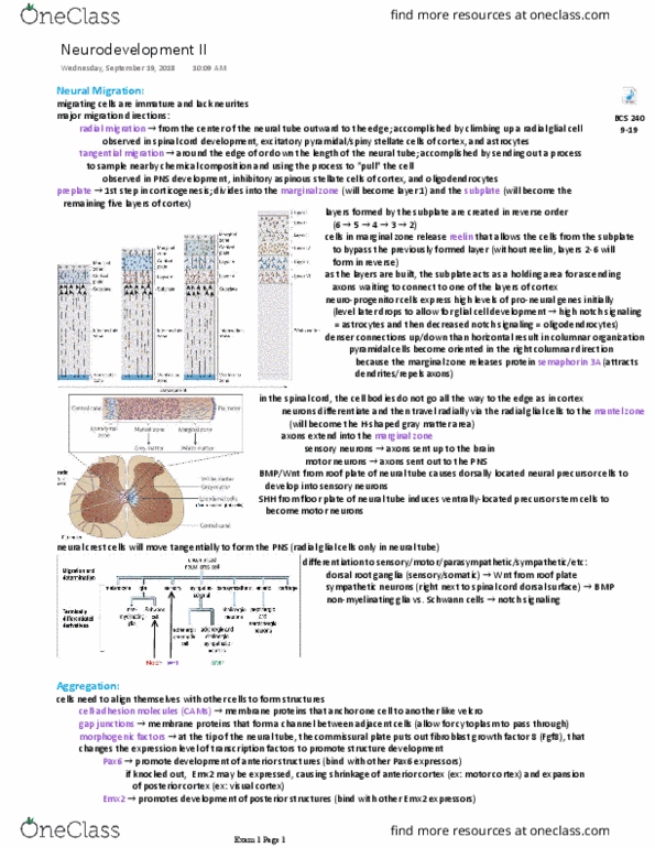 BCS 240 Lecture Notes - Lecture 9: Fibroblast, Schwann Cell, Grey Matter thumbnail