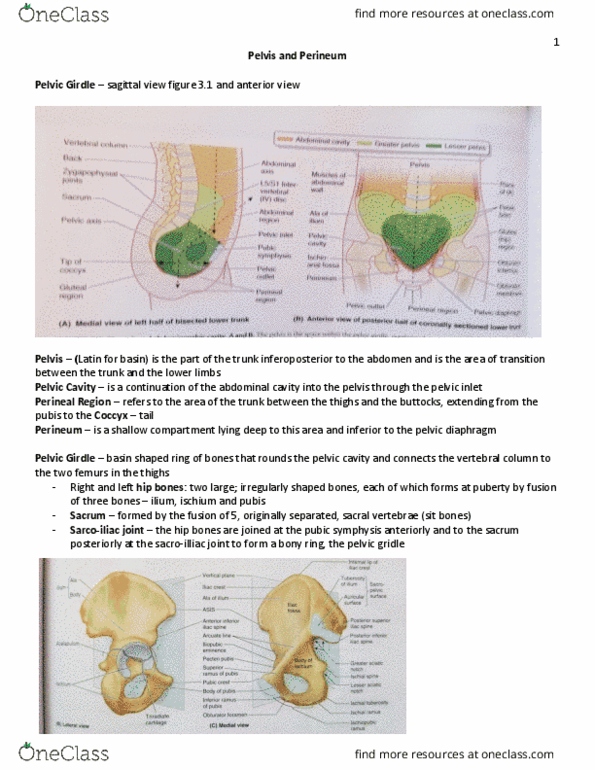 KIN 2320 Lecture Notes - Lecture 8: Pelvic Outlet, Iliac Fossa, Symphysis thumbnail