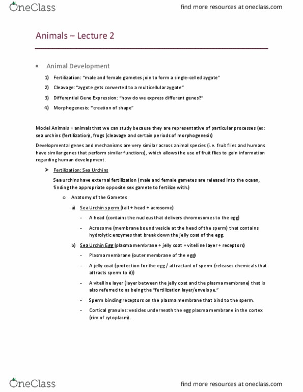 BIOL 1011 Lecture Notes - Lecture 2: Body Plan, Polyspermy, Cytoskeleton thumbnail