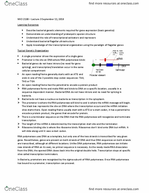 MICI 2100 Lecture Notes - Lecture 3: Polysaccharide, Organelle, Transcription Bubble thumbnail