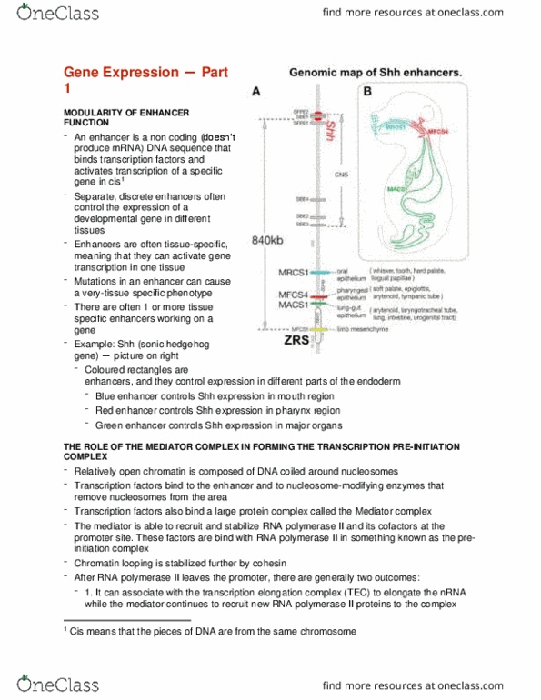 CMMB 403 Lecture Notes - Lecture 5: Globin, Demethylation, Chromatin thumbnail