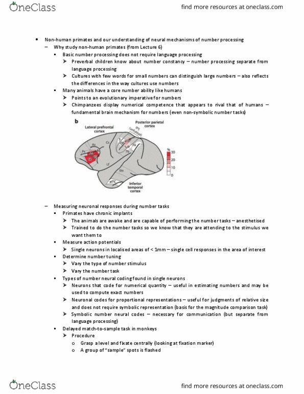 PSYC30018 Lecture Notes - Spring 2018 Lecture 7 - Ester, Intraparietal sulcus, Prefrontal cortex thumbnail